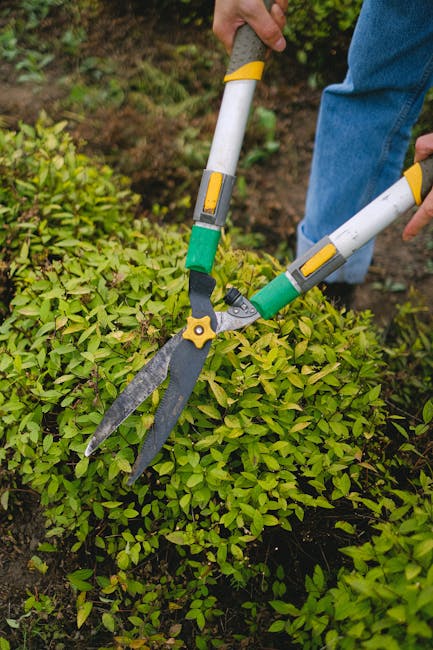 A well-maintained garden featuring a lush, green lawn with neatly trimmed grass, surrounded by various shaped and pruned bushes and trees. In the center, there is a large, rounded hedge with a smooth,